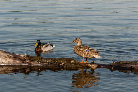 Duck and drake sit on a log close-upの写真素材
