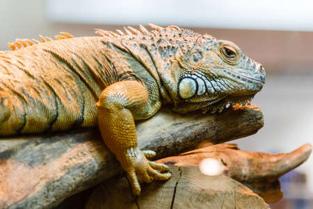 lizard close upの写真素材