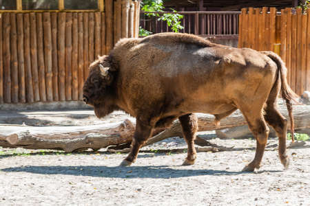 Buffalo close-up walking in the sun