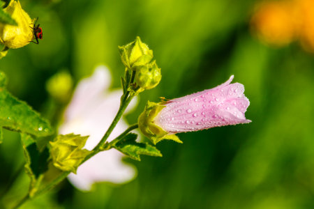 pink field colors with droplets and a stove collecting pollen close-up