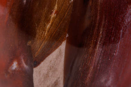 Macro mineral stone ground petrified tree on white background close upの写真素材