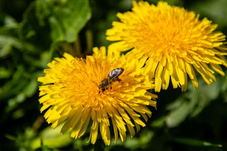 beautiful yellow dandelions with a bee close-upの写真素材