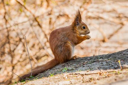 Squirrel sits on a tree close up