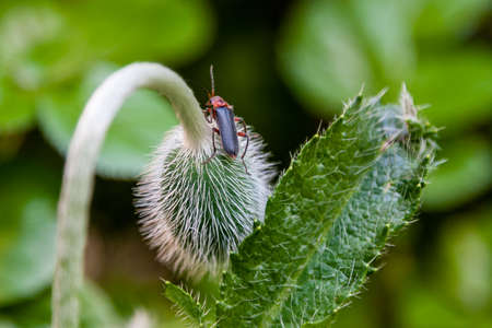 Macro flower poppy in bud close up