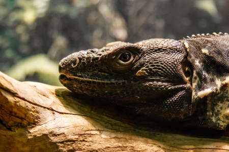Beautiful Black Mexican dragon, iguana Wigmann, Stenosura pectinate sitting on a branch close up