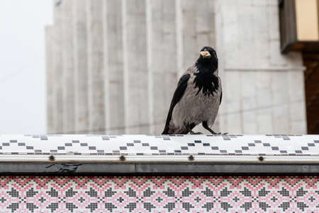 The crow in its beak holds a nut close-upの写真素材