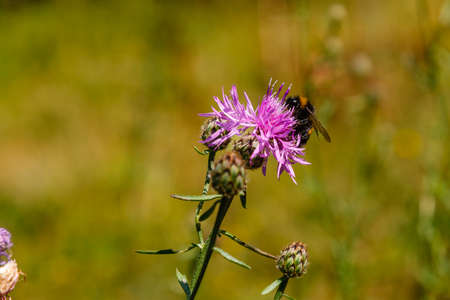 Bumblebee collects pollen on a lilac flower close-upの写真素材
