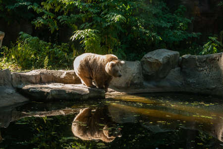 white Bear on the lake look at your reflection