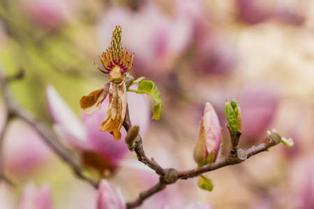 Macro blooming magnolia on a close-up branchの写真素材