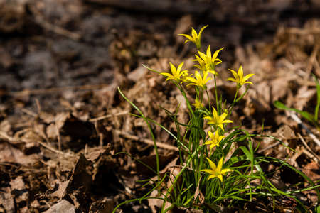 Spring yellow wildflowers among the autumn leaves close upの写真素材