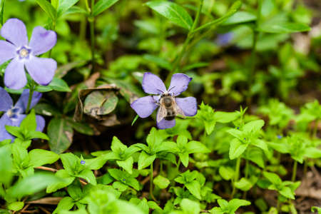Macro lilac small flowers on a green background closeupの写真素材