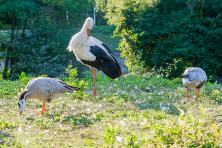 A stork is sitting on the grass