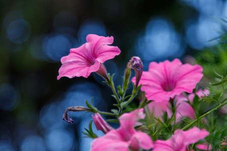 beautiful white and pink petunia flowers close-upの写真素材