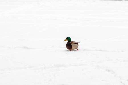 Ducks and drakes walk on snow and on a frozen lake close upの写真素材