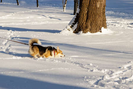 dog jumping in the snowの写真素材