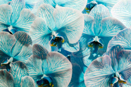 beautiful blue orchid close-upの写真素材