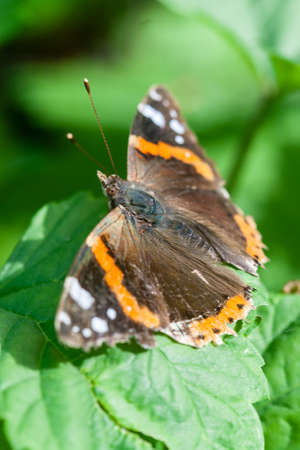 A butterfly sits on a green leaf