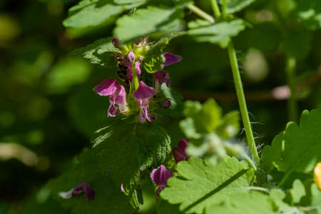 Lamium purpureum blooming in the garden. Medicinal plants close up