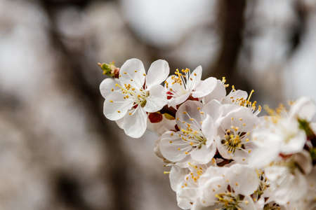 beautifully flowering cherry branches on which the bees sit close up