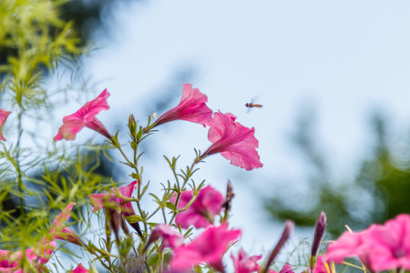 beautiful white and pink petunia flowers close-upの写真素材