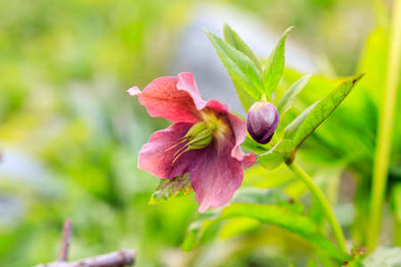 beautiful glade Hellebore close-upの写真素材