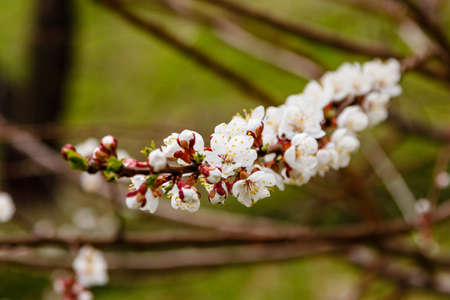 beautifully flowering cherry branches on which the bees sit close up