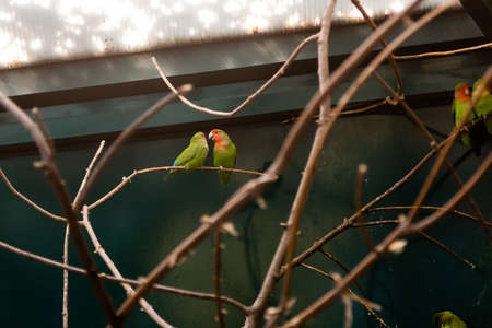 Couple in love close friends parrots sit on a close-up branchの写真素材