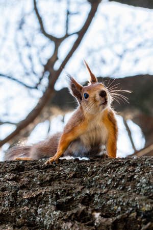 Squirrel sits on a tree close upの写真素材