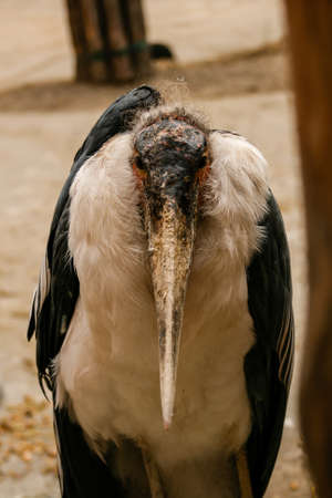Bird with a large beakの写真素材