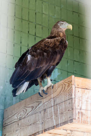 An eagle and a falcon sit on a close-up branchの写真素材