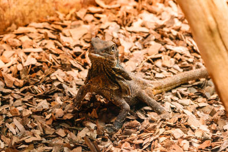 lizard close up