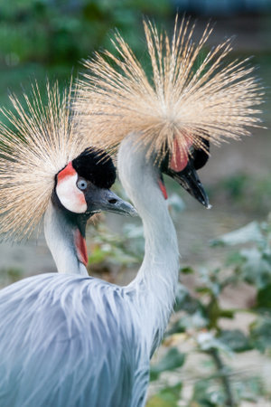 Beautiful crowned crane (Balearica pavonina) close-up