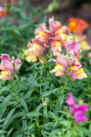 Blossoming flowers on the street of different colors