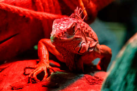 beautiful iguana lizard close upの写真素材