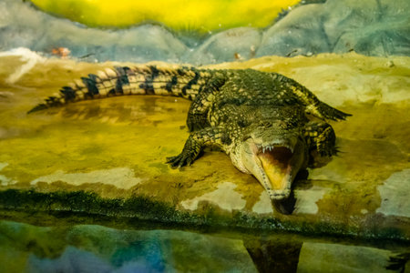 crocodile with open mouth with large teeth close-upの写真素材