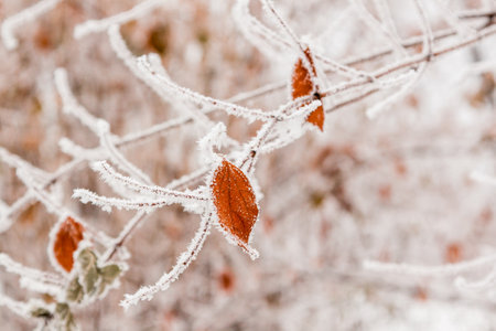 Winter leaves covered with snow and frost close-upの写真素材