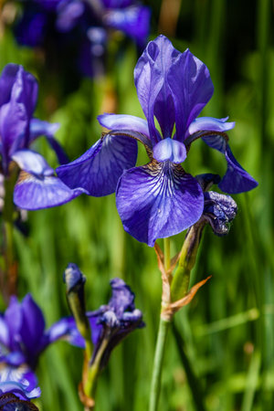 Beautiful violet irises under the sun light close-up