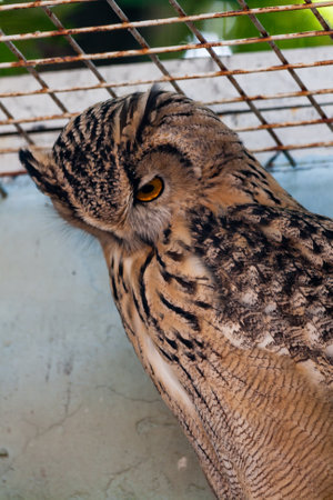 Beautiful owl close-upの写真素材