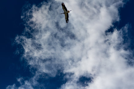 Stork soaring in the blue sky with white clouds close upの写真素材
