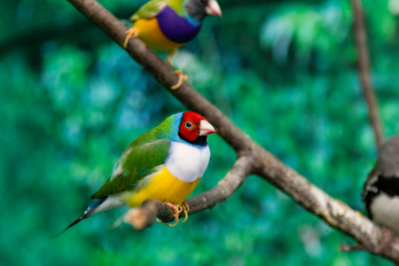 Beautiful birds Guldova Amadina (Erythrura gouldiae) sitting on a close-up branch