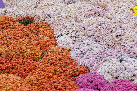 multi-colored flower beds of beautiful chrysanthemums close up