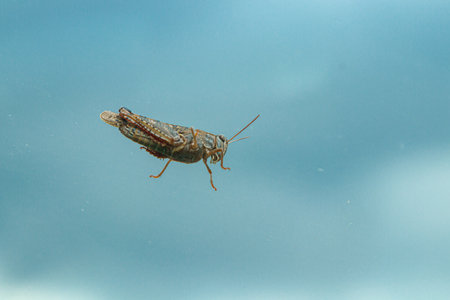 wonderful Grasshopper against a blue sky