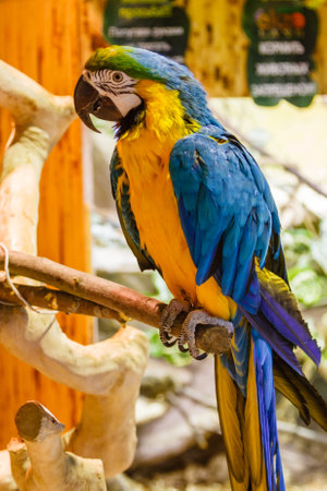 Parrots macaws sitting on a close-up branch