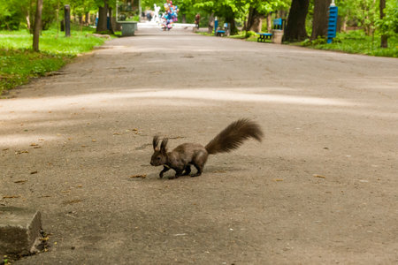 Dark brown squirrel (black, gray) close-upの写真素材