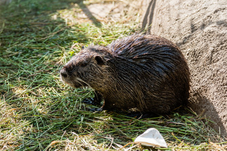 Wet beaver sitting in grass