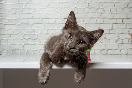 Beautiful gray cat on a brick wall background close upの写真素材