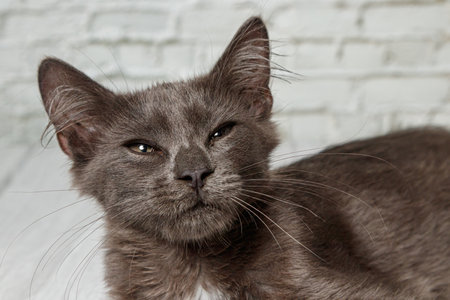 Beautiful gray cat on a brick wall background close up