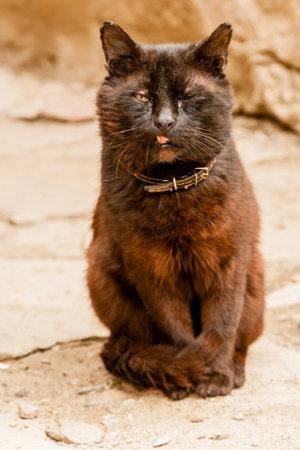 Beautiful black cat with green eyesの写真素材