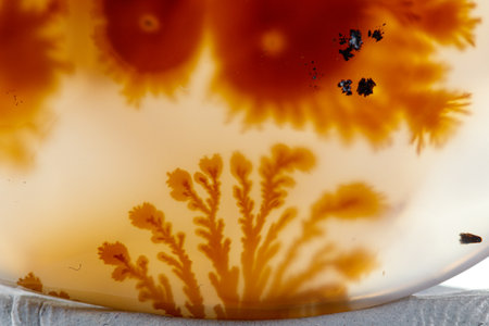 Macro mineral stone Moss Agate, Agate muschiataan white backgroundの写真素材