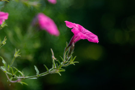 beautiful white and pink petunia flowers close-up